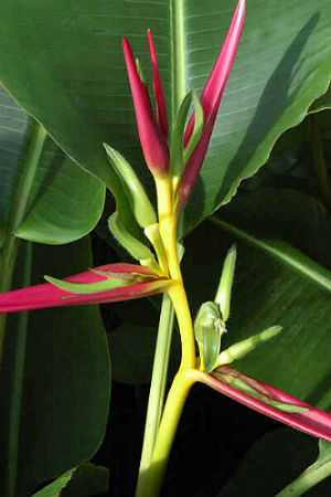 (image for) Heliconia Seeds \'Purple Peru\' (5 Seeds)